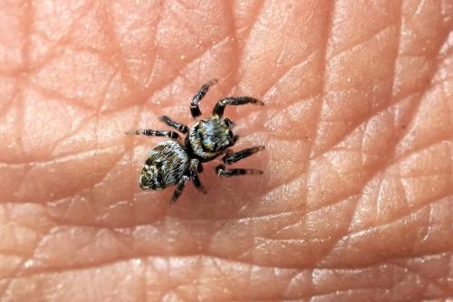 Evarcha sp.